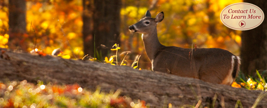 Deer Fence Bucks County