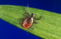 Deer Tick - Lyme Disease Carrier
